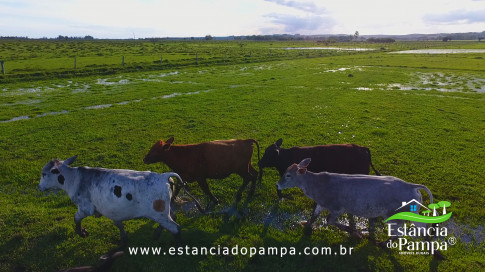 DOS EÓLICOS VIRA P FAZENDA_Moment.00_04_16_17.Quadro251_b05f37b688fc393dc14de6dc976bca60632f6026.jpg